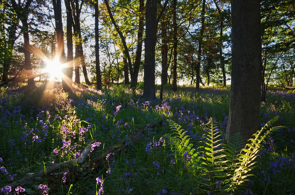 bluebell-woods-foxholes